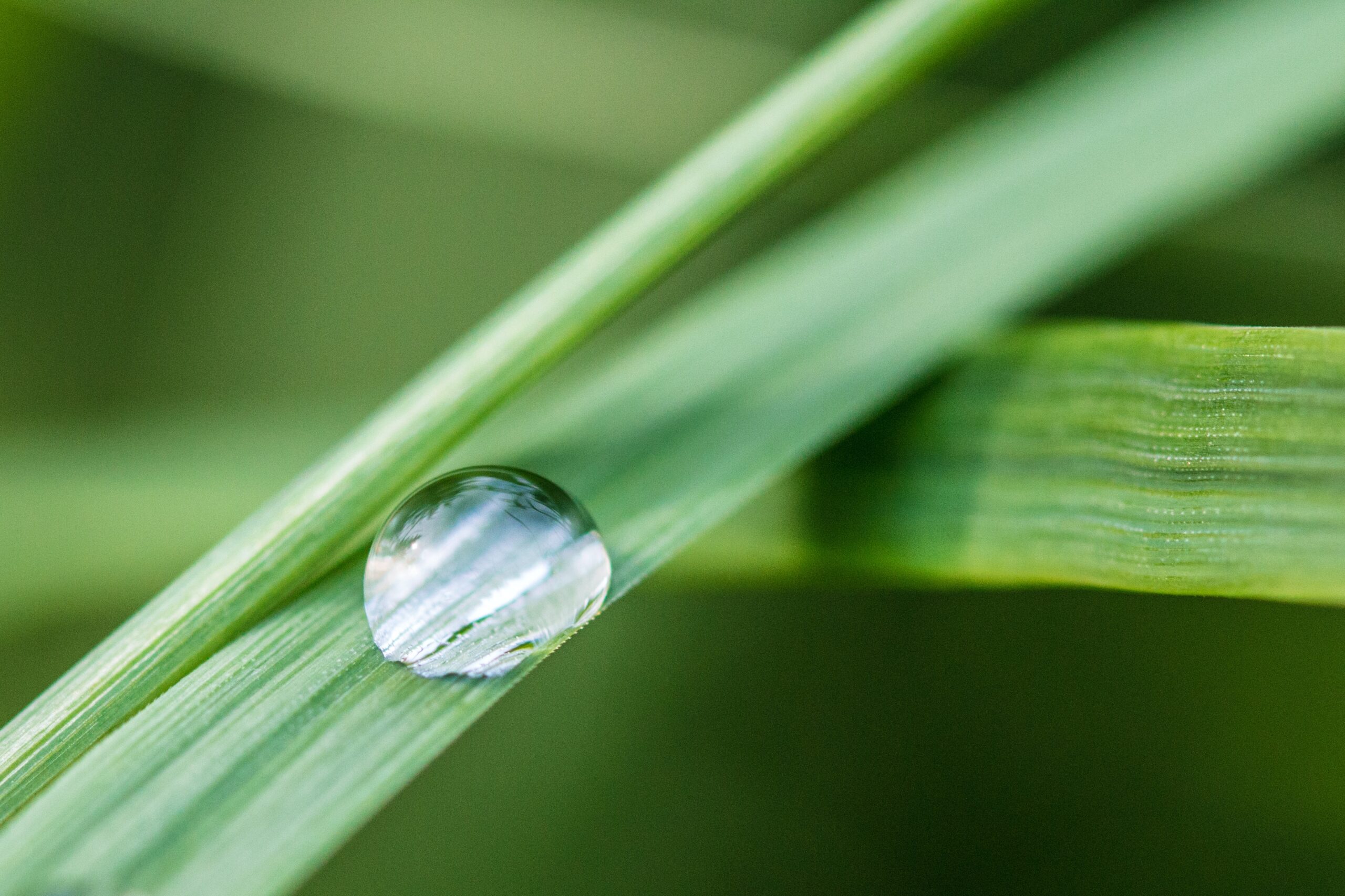 leaf water droplet leaf water droplet